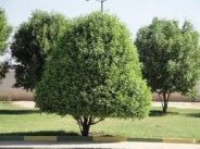 هرس درختان