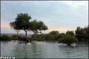 نقش گیاهان در کاهش آلودگی هوا 